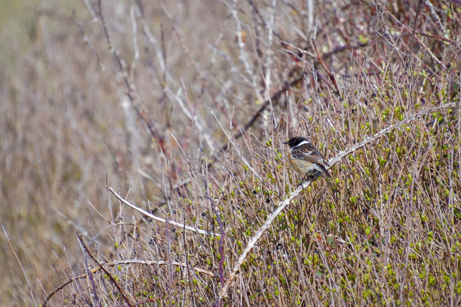 Common Stonechat (Saxicola rubicola) at Hope Gap near Seaford by phil_bird