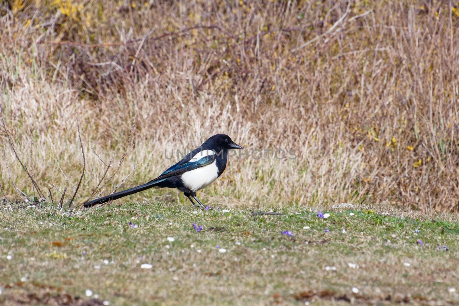 Common Magpie at Hope Gap near Seaford by phil_bird