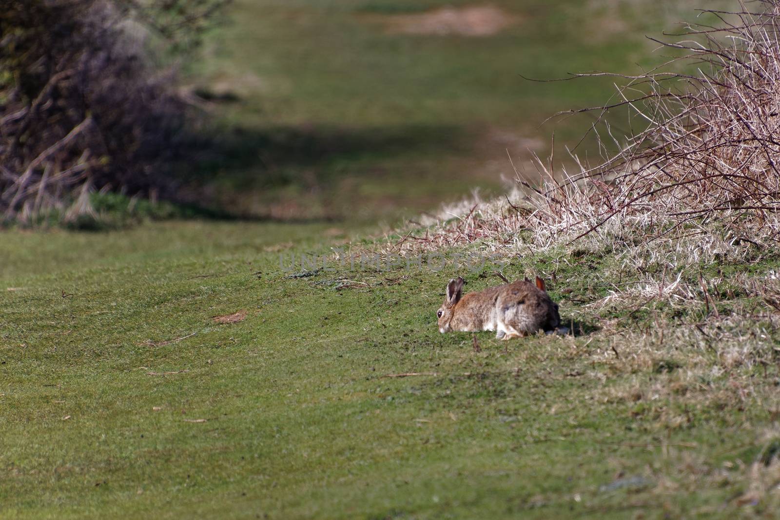 European Hares (Lepus europaeus) near Hope Gap in Sussex