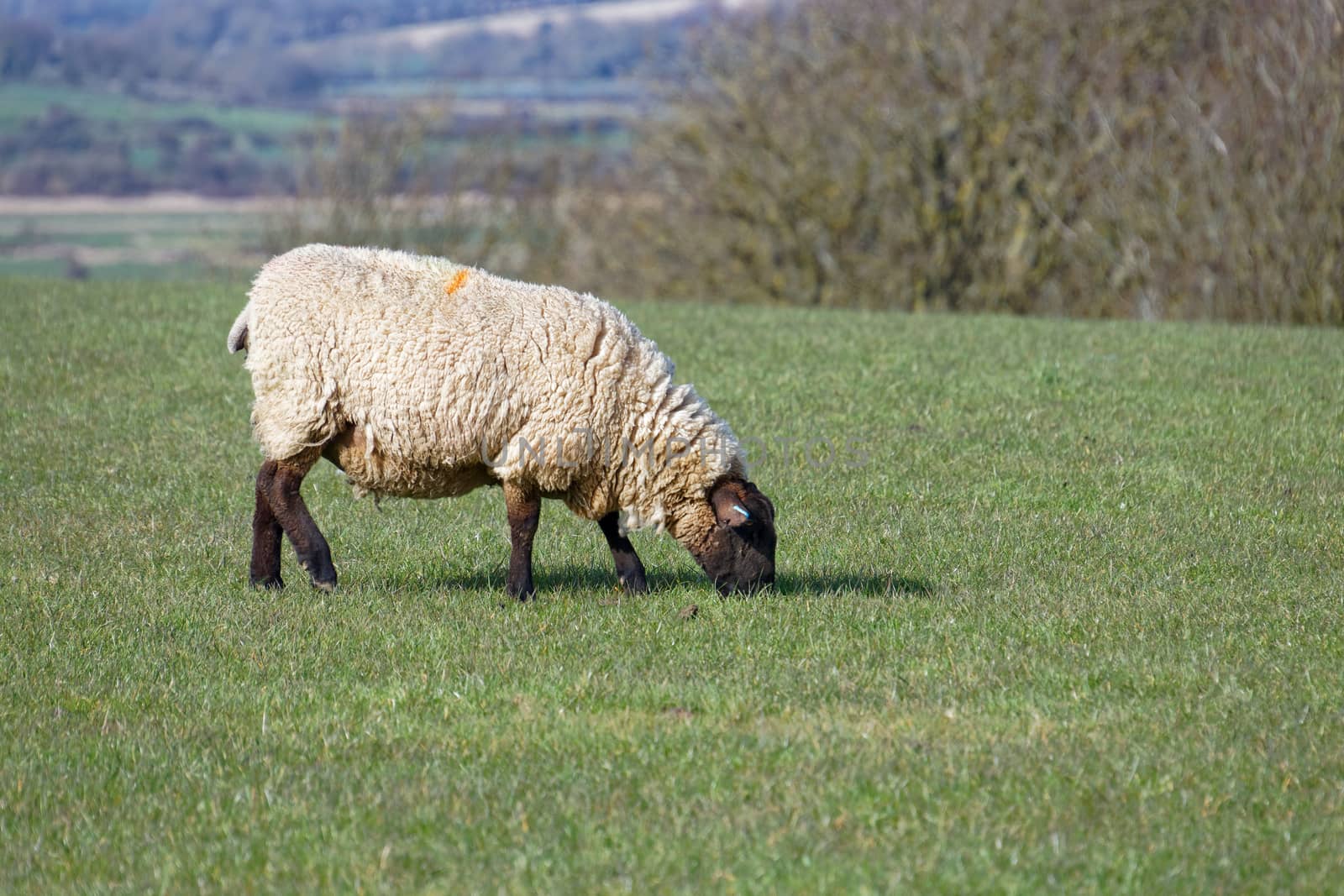 Sheep at Home on the South Downs in Sussex by phil_bird