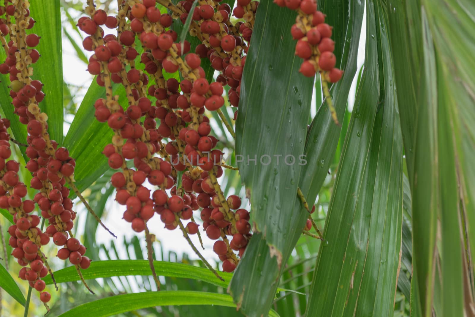 Areca nut of tropical palm tree