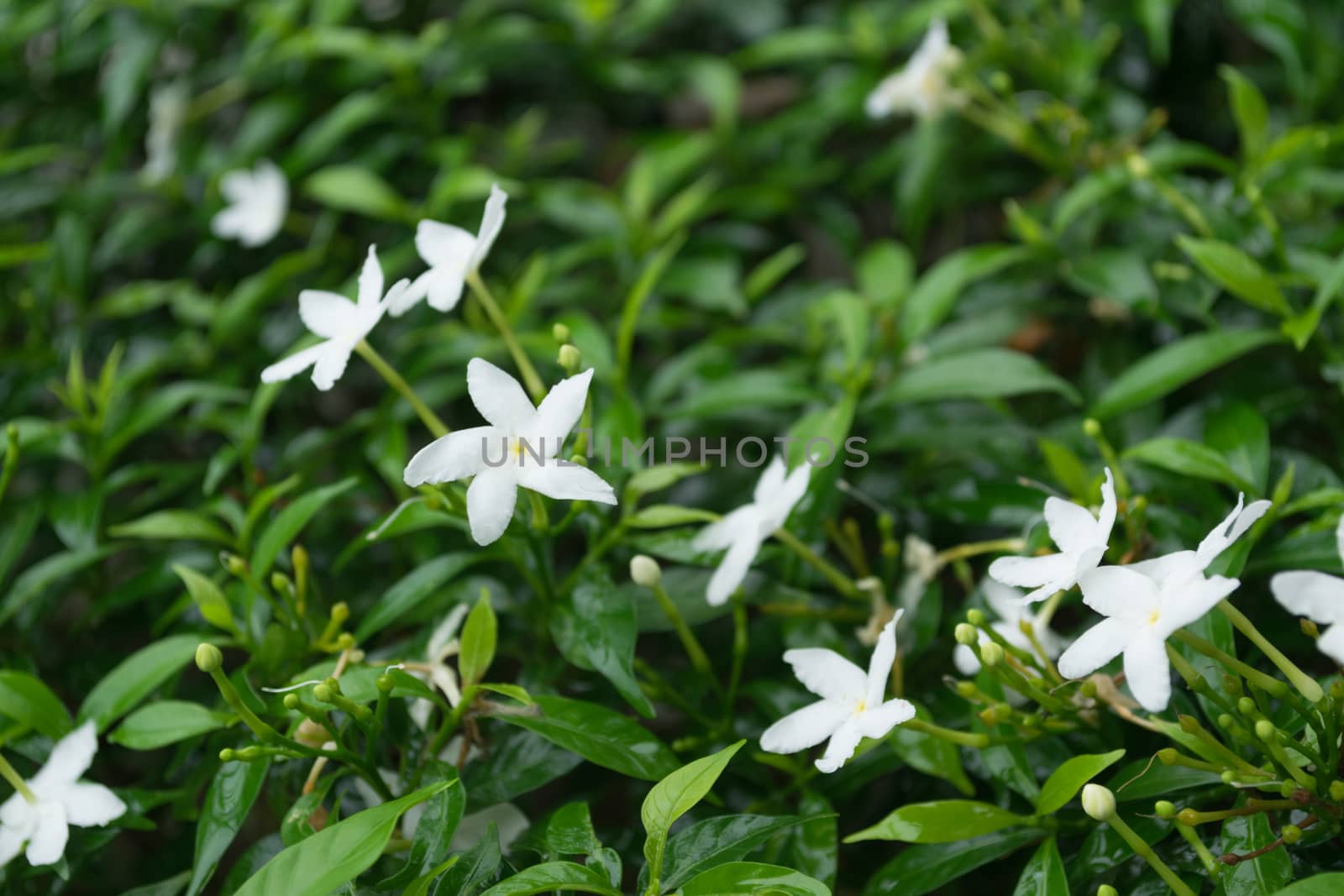 Wrightia antidysenterica white flowers.