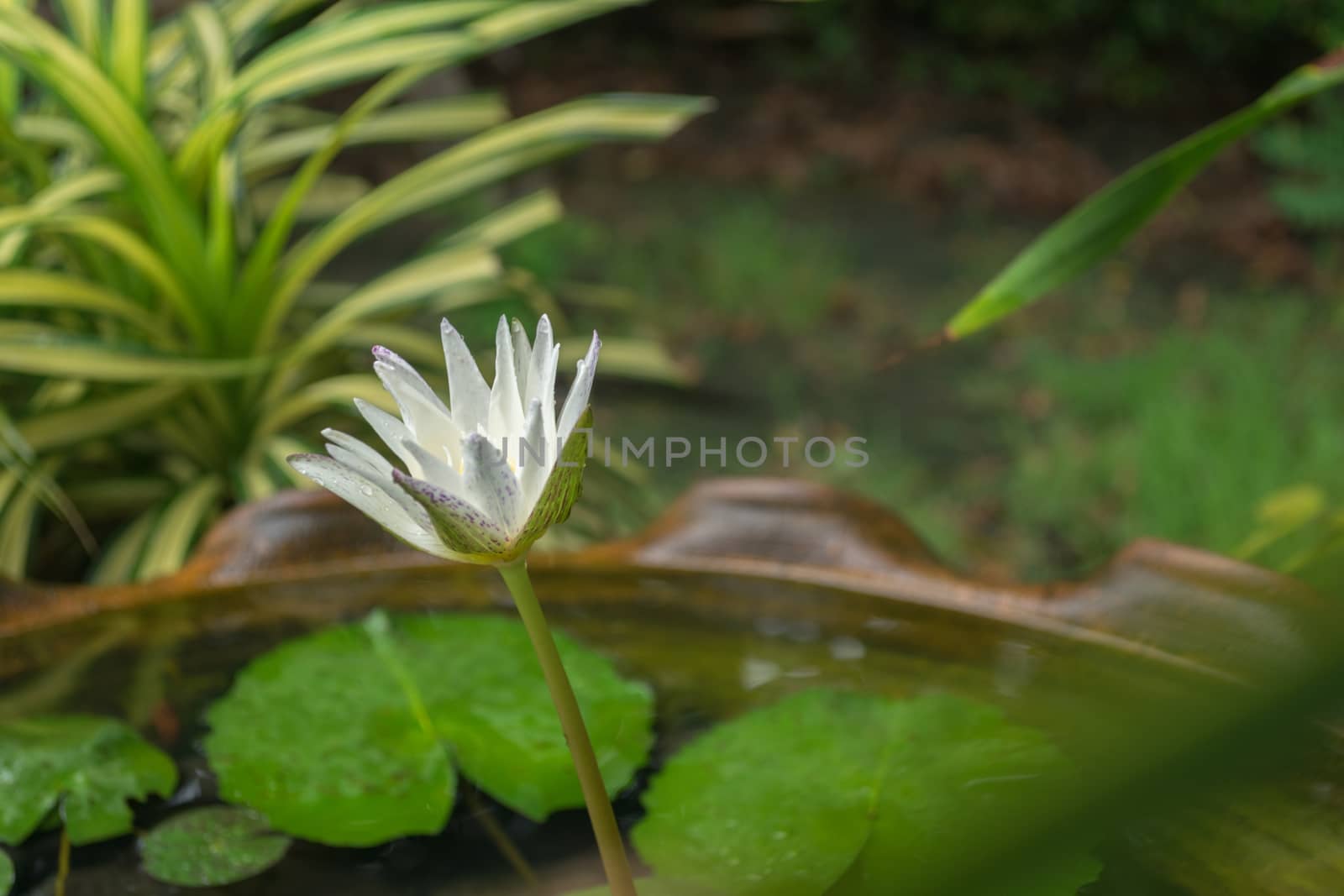 White lotus flower by Banglade