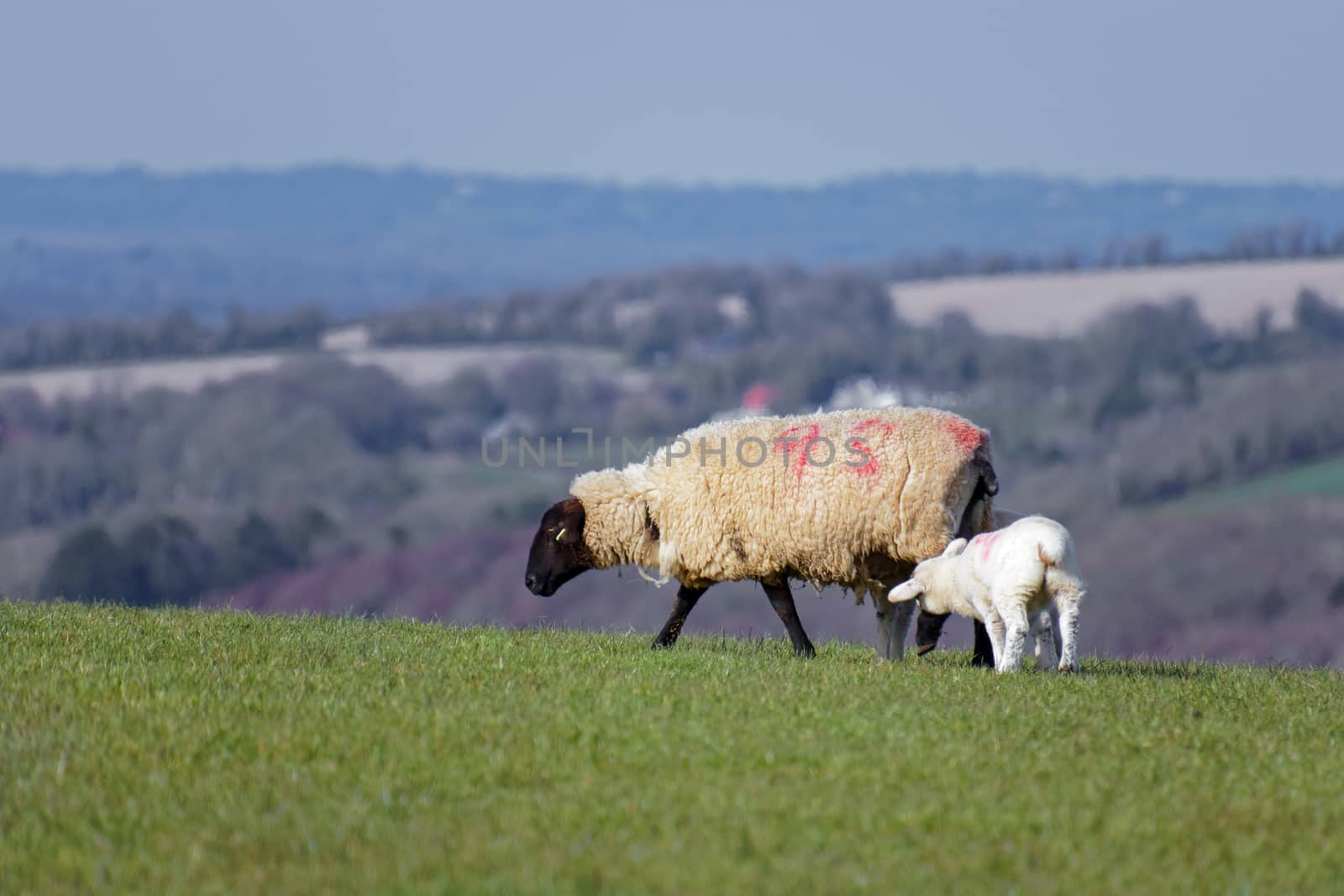 Sheep at Home on the South Downs in Sussex by phil_bird