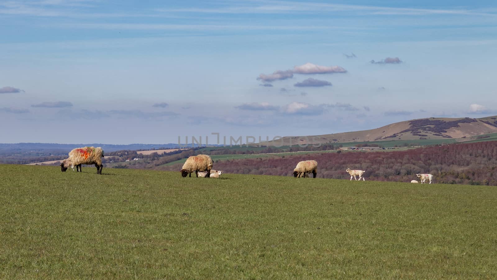 Sheep at Home on the South Downs in Sussex