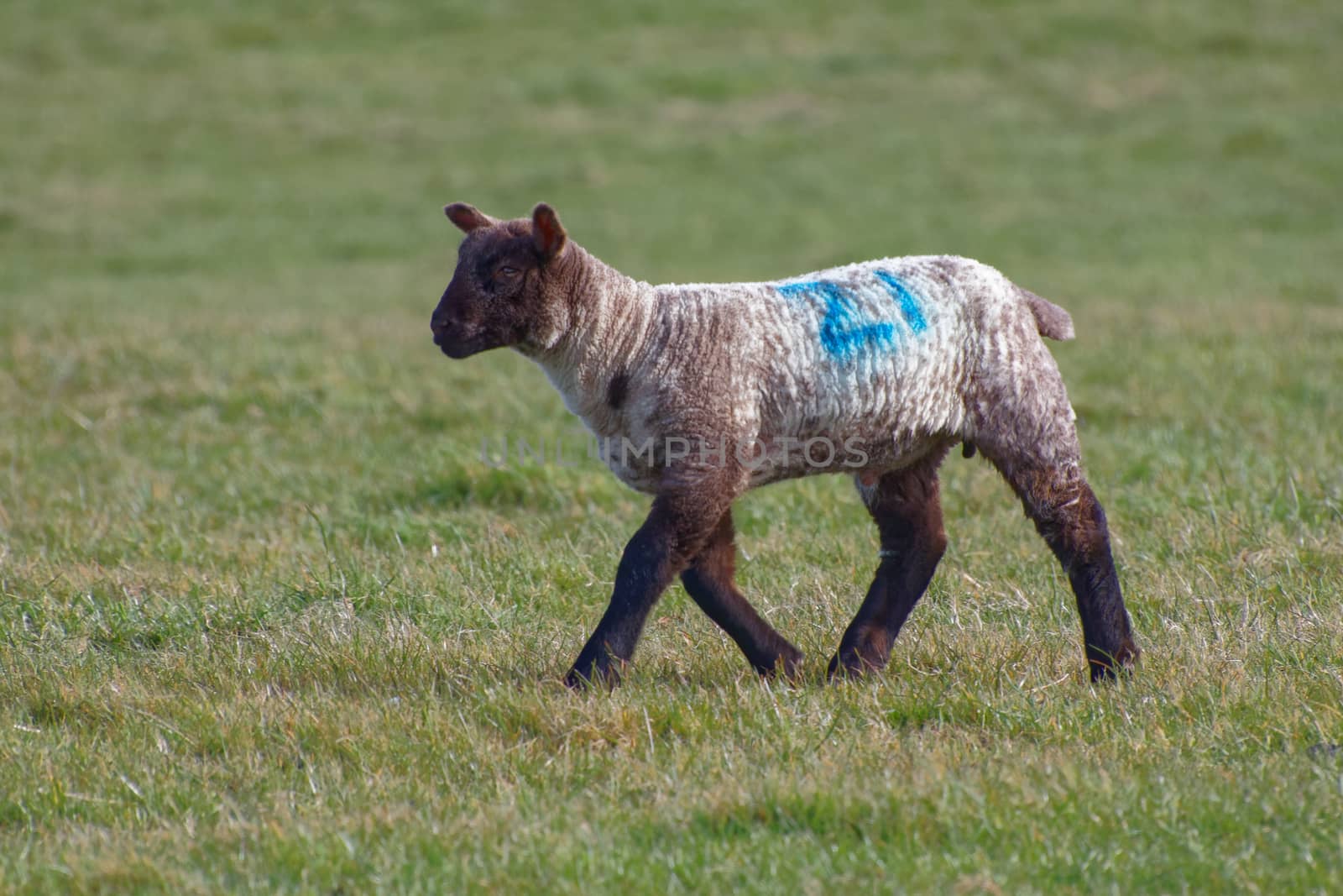 Brown Lamb at Home on the South Downs in Sussex by phil_bird