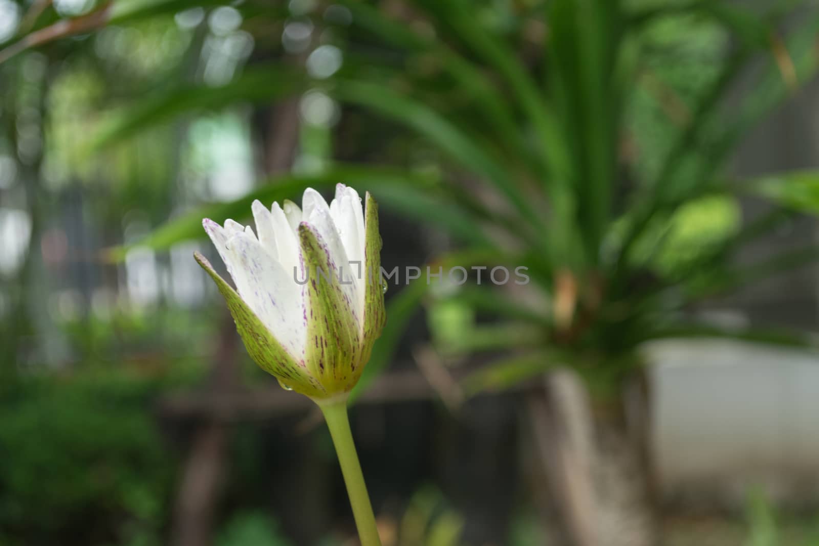 White lotus flower by Banglade
