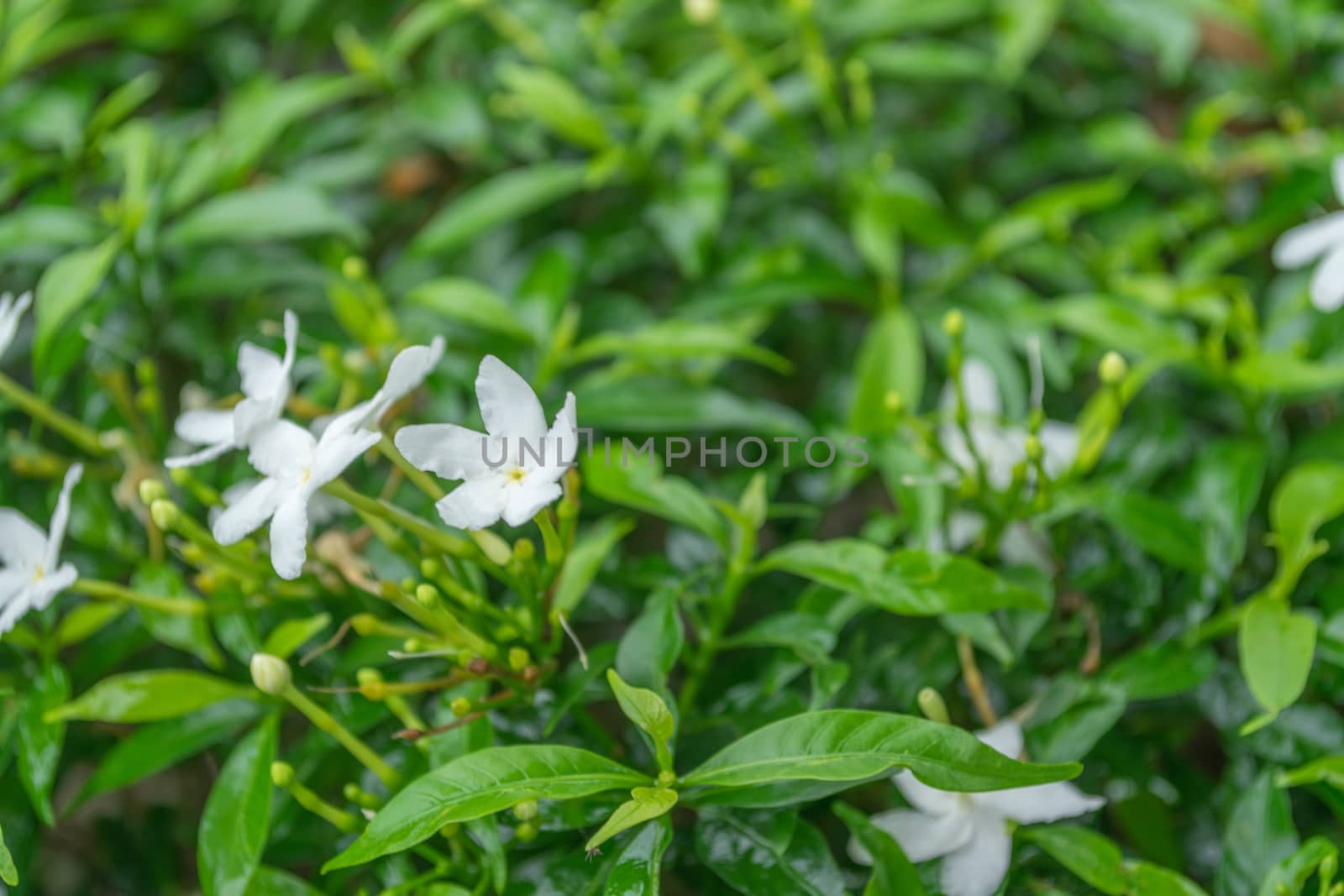 Wrightia antidysenterica white flowers. by Banglade