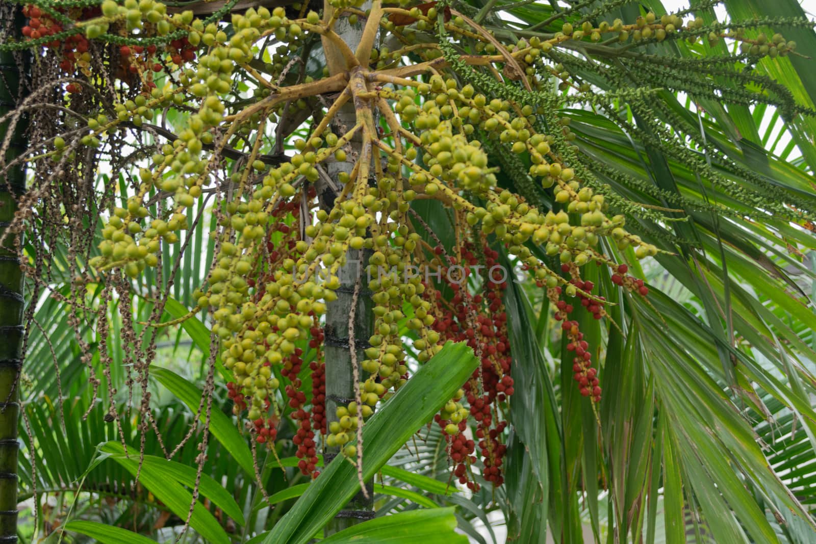 Areca nut of tropical palm tree