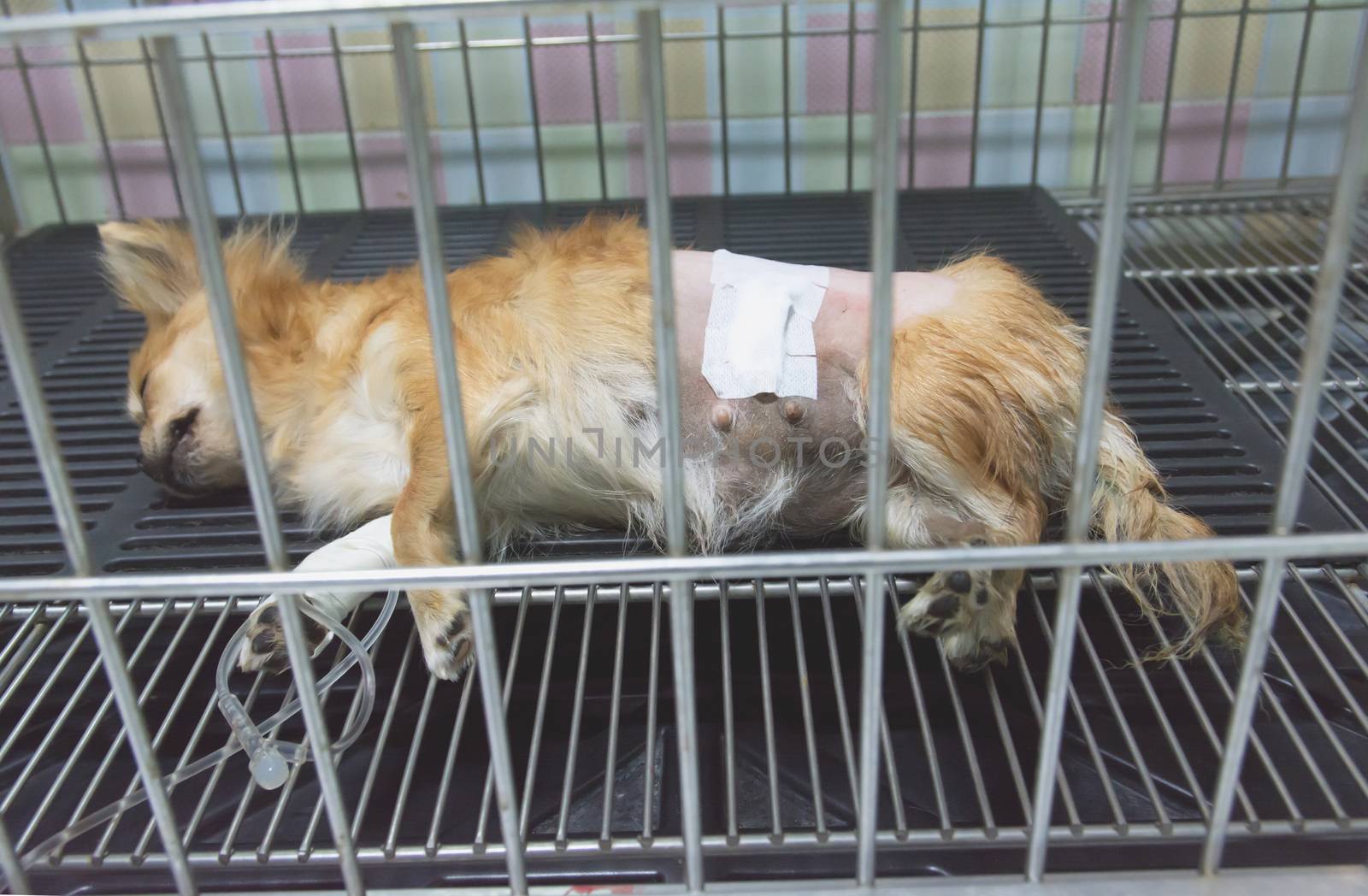 Dog sleeping for recovery in the cage after the surgery.
