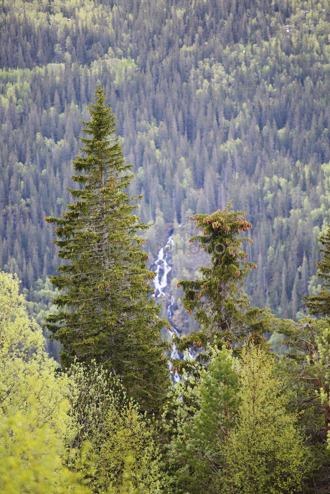 Spring forest and high rocks near Rjukan, Hardangervidda, Norway