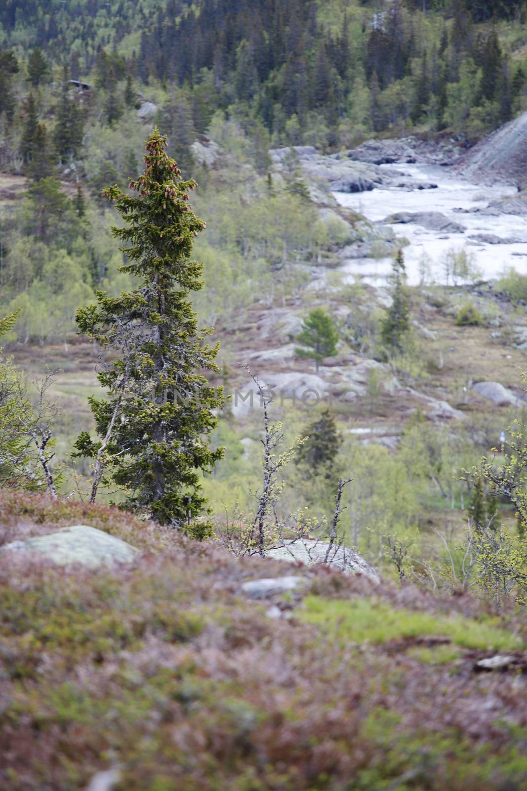 Tundra landscape in Norway by destillat