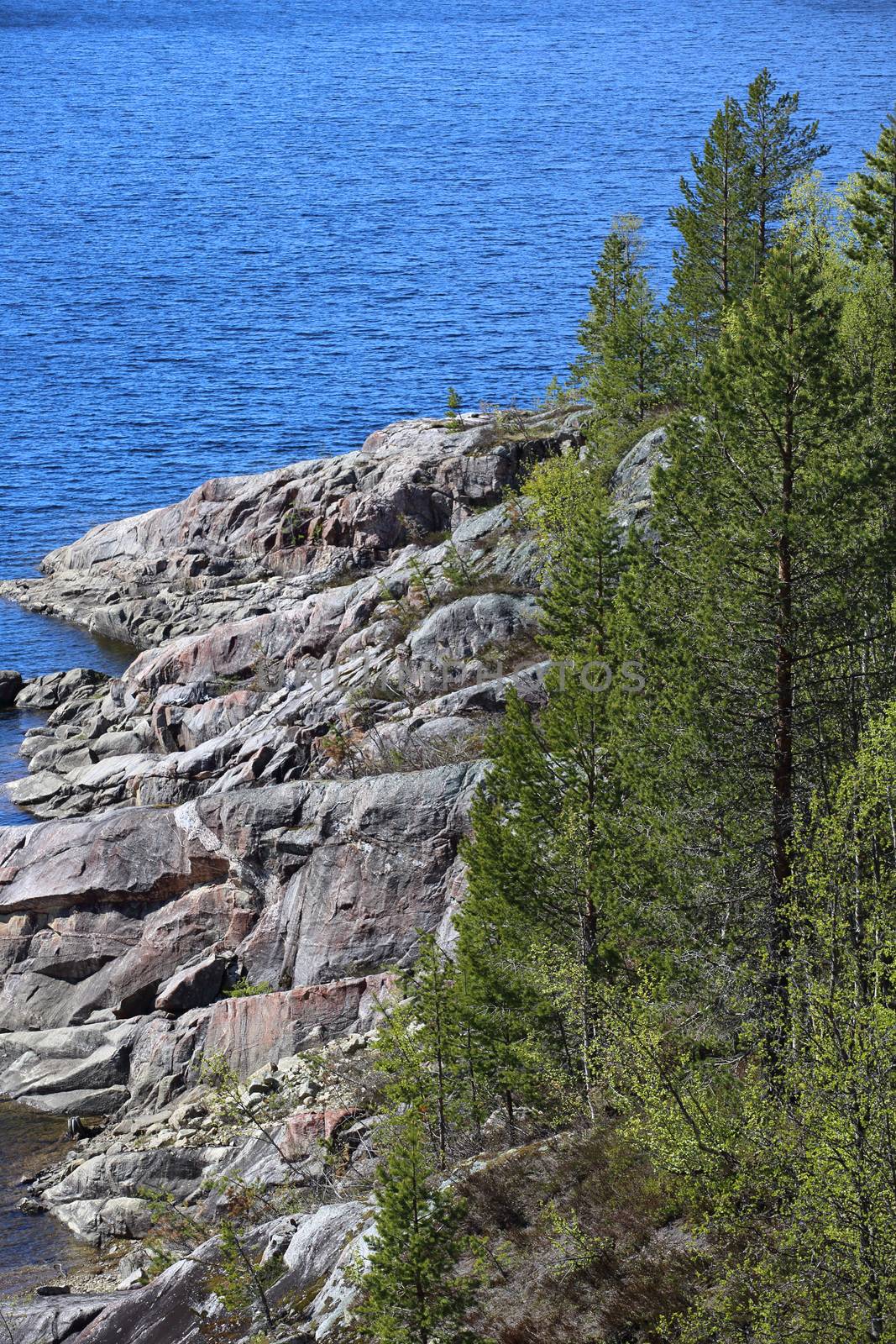 Sea shore with rocks and firs, summer Norway landscape