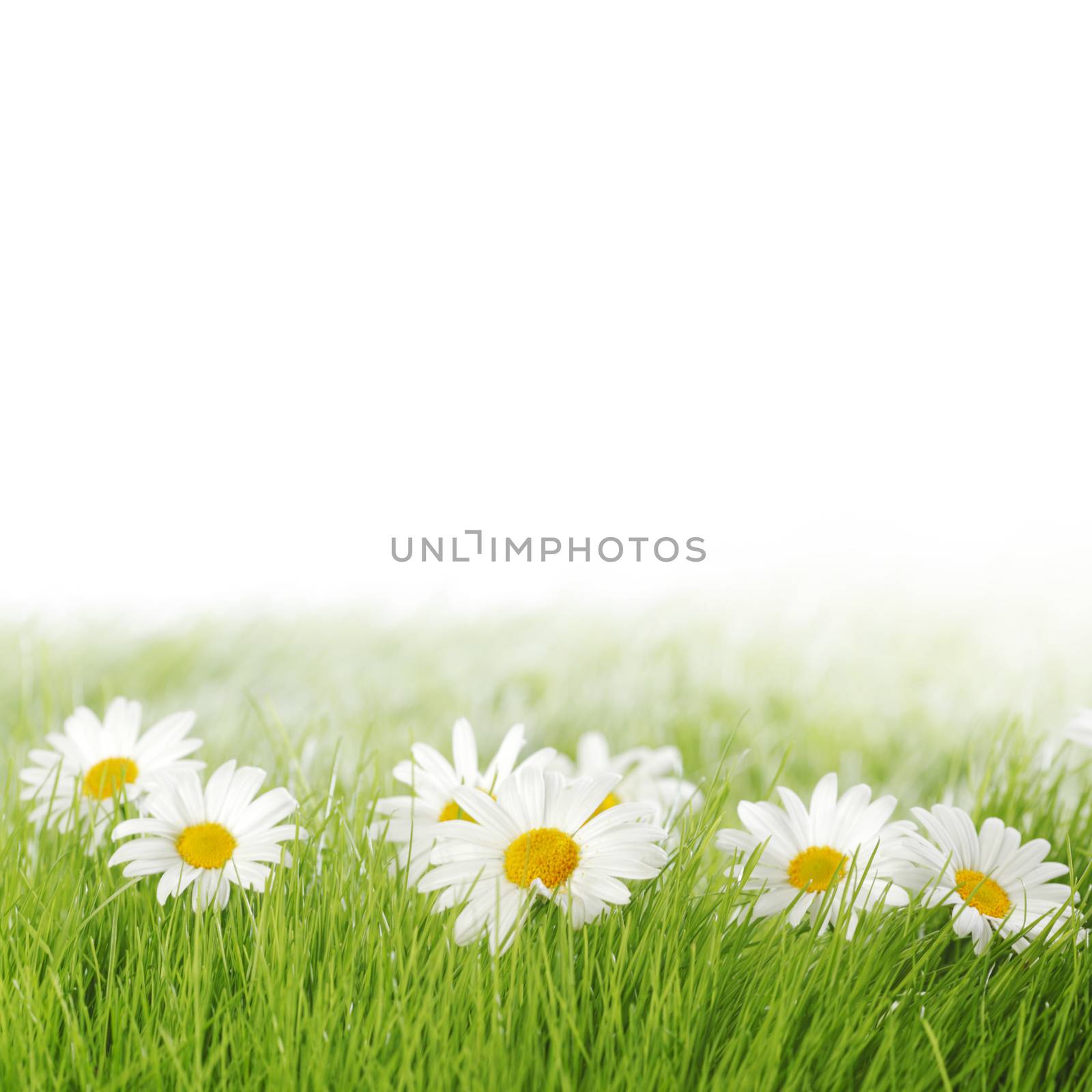 Spring meadow with daisies in grass isolated on white background