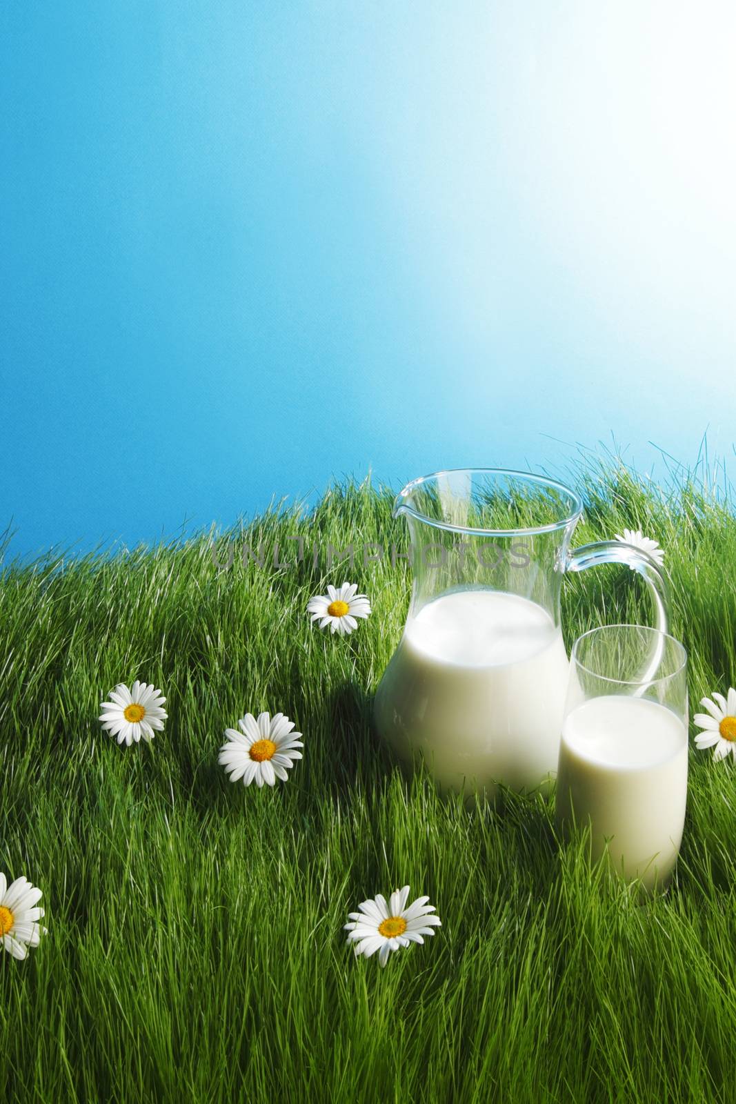 Milk jug and glass on fresh green grass with chamomiles