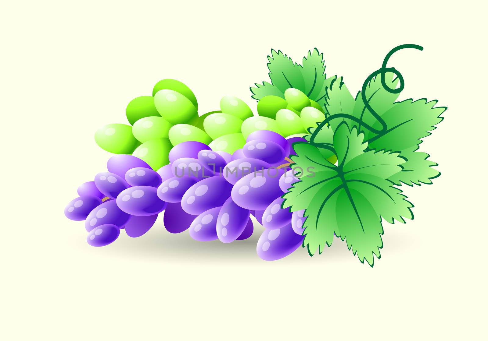 Green and blue grapes on a branch. illustration