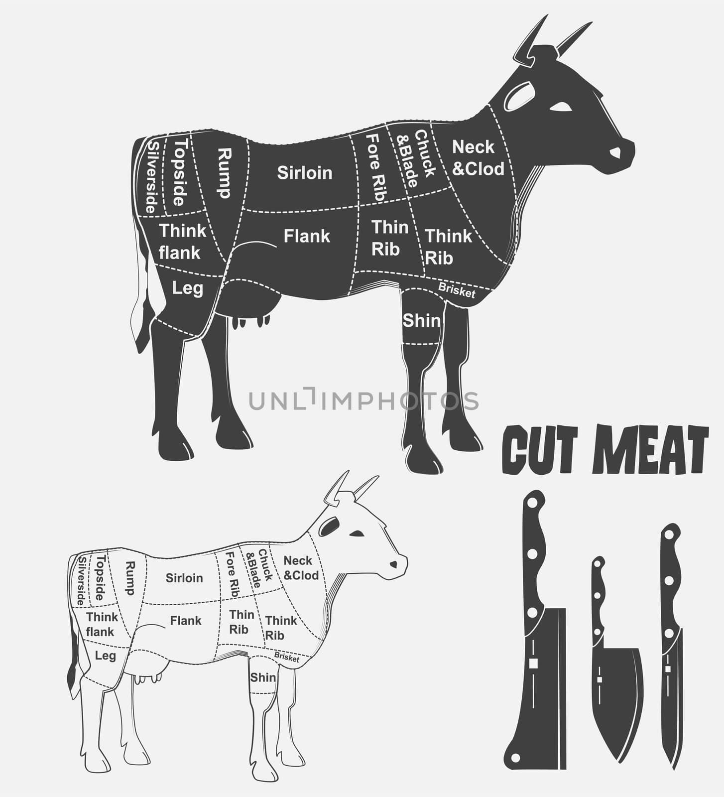 British cuts of veal, beef or animal diagram meat. illustration