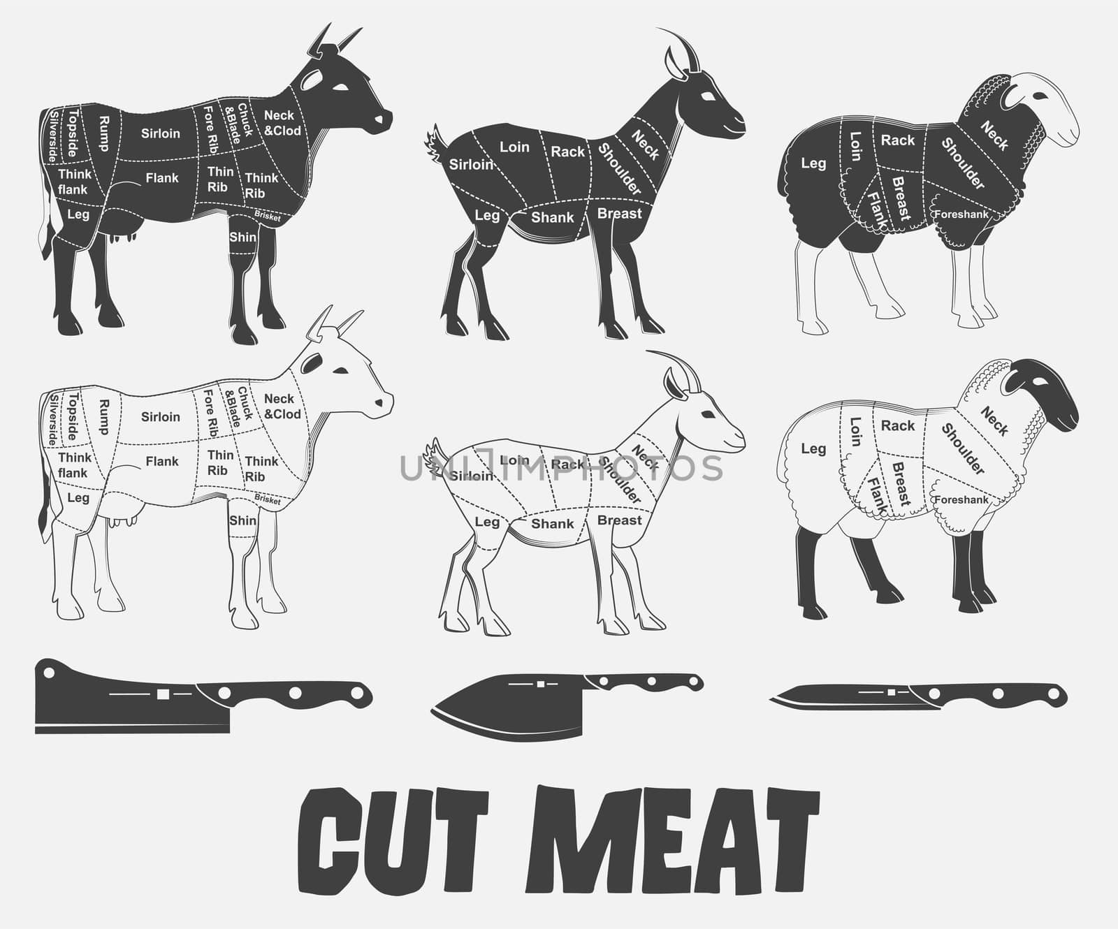 British cuts of lamb, veal, beef, goat or Animal diagram meat. illustration