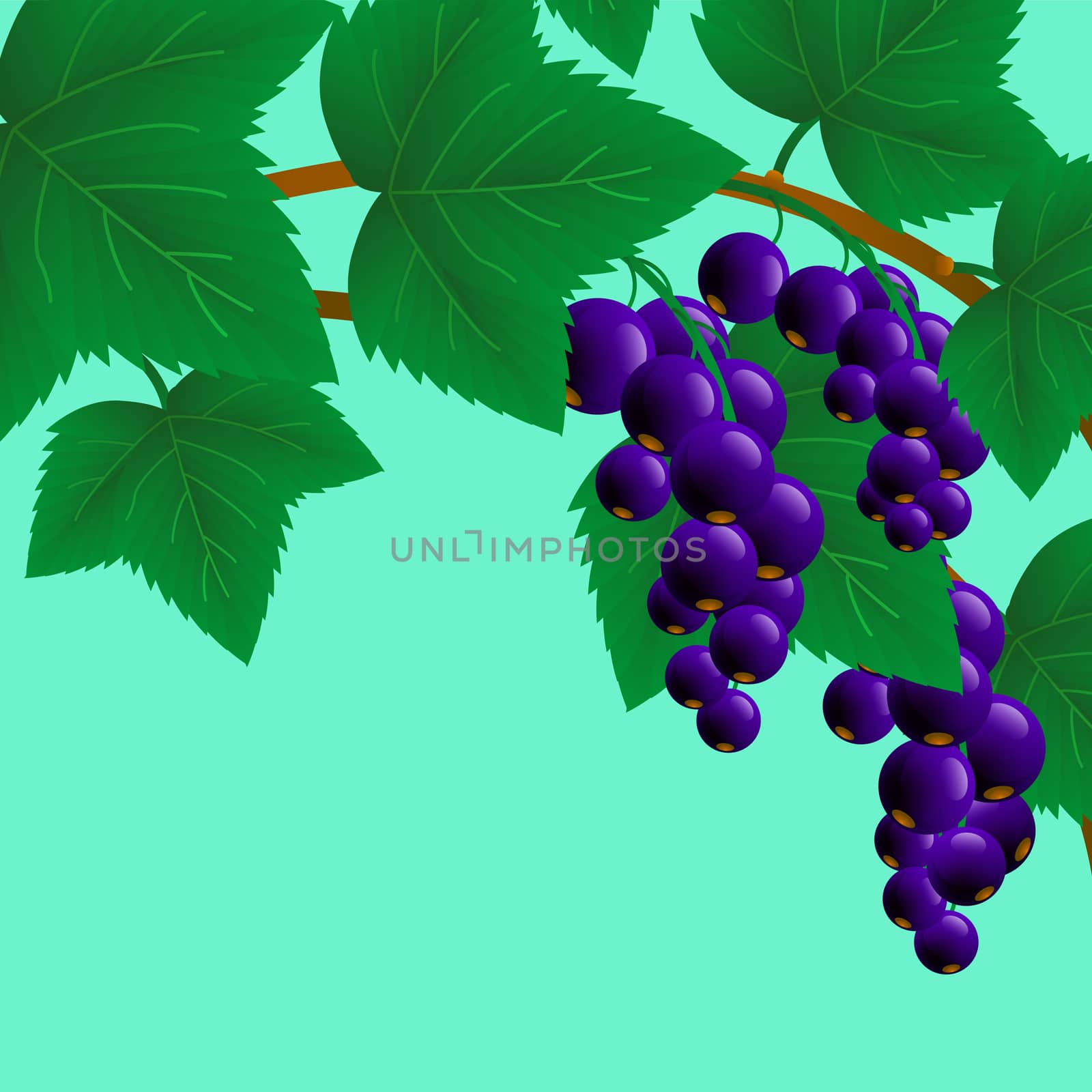 black, juicy, sweet currant on a branch for your design. illustration