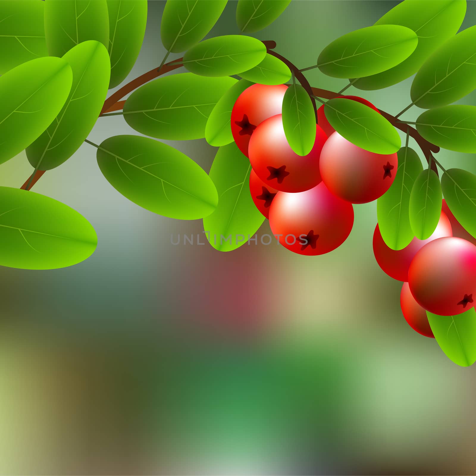 Red, juicy, sweet cowberry on a branch for your design. illustration