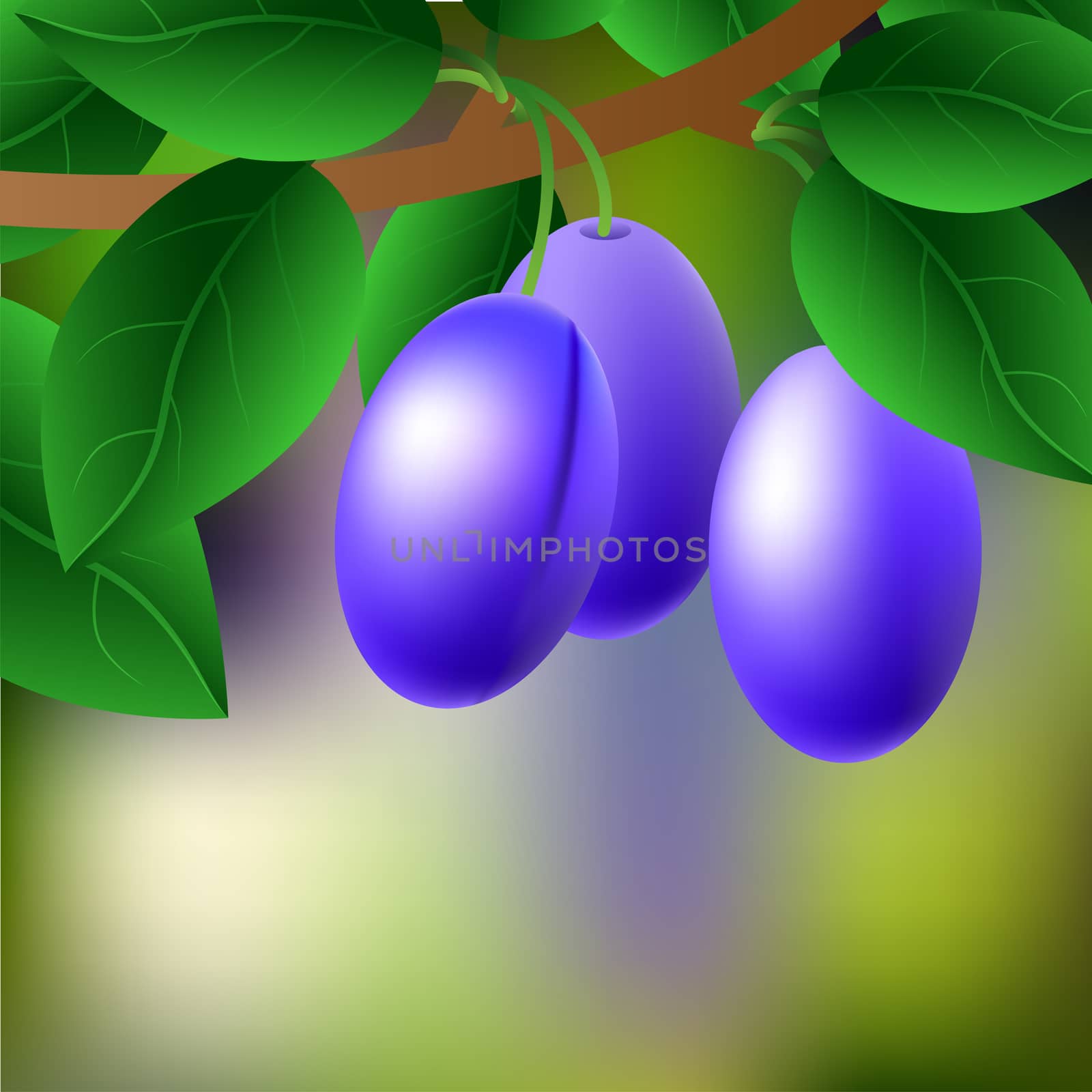 Blue-black, juicy, sweet plums on a branch for your design. illustration