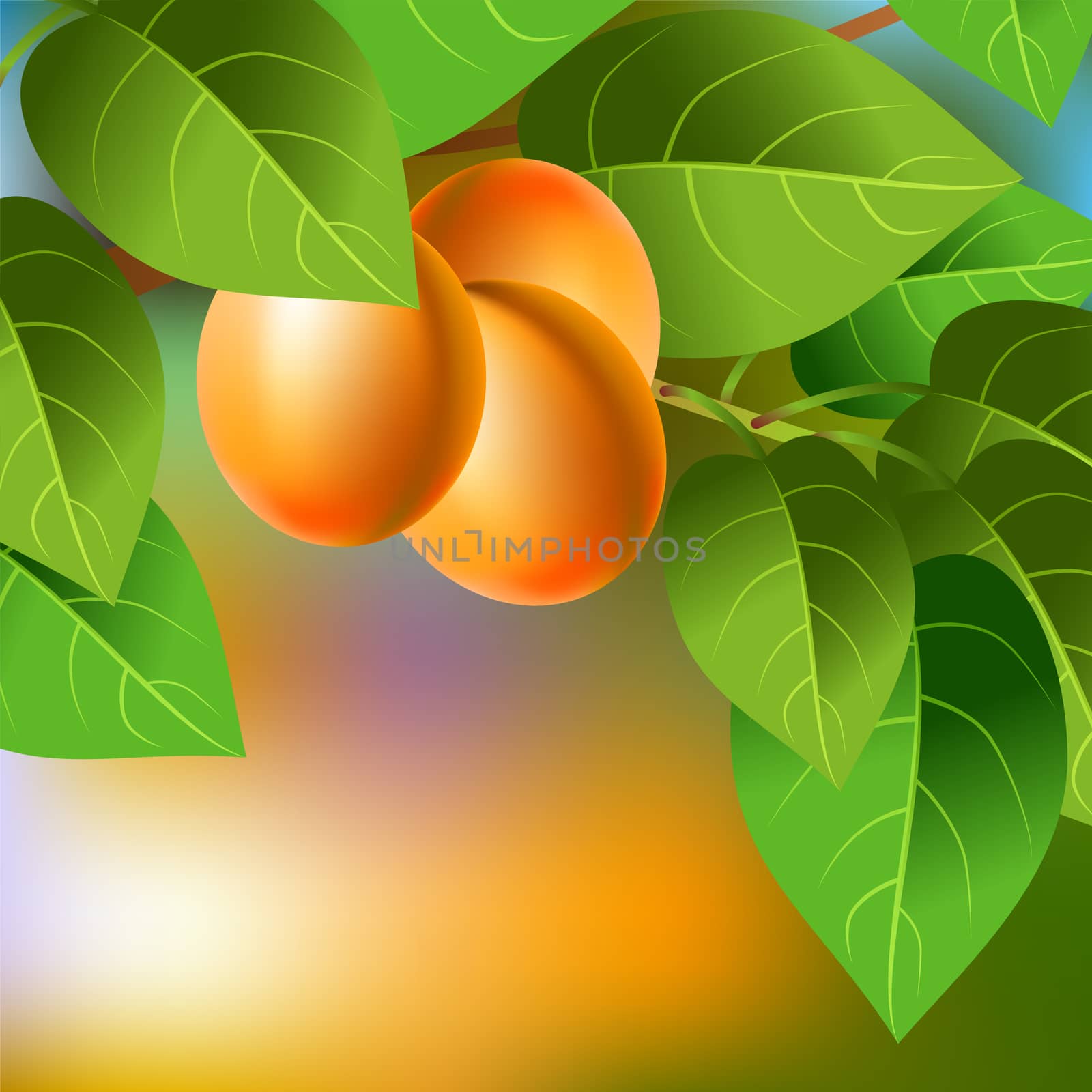 Orange, juicy, sweet apricots on a branch for your design. illustration