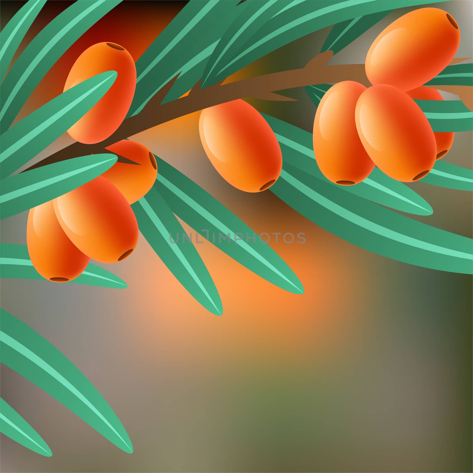 Orange, juicy, therapeutic sea-buckthorn on a branch for your design. illustration