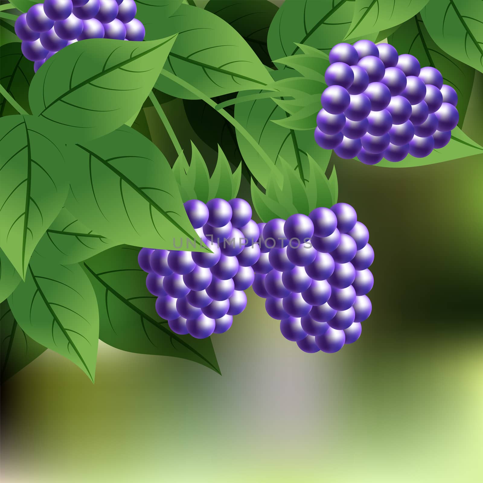 black, ripe, sweet blackberry hanging on a branch with green leaves. illustration
