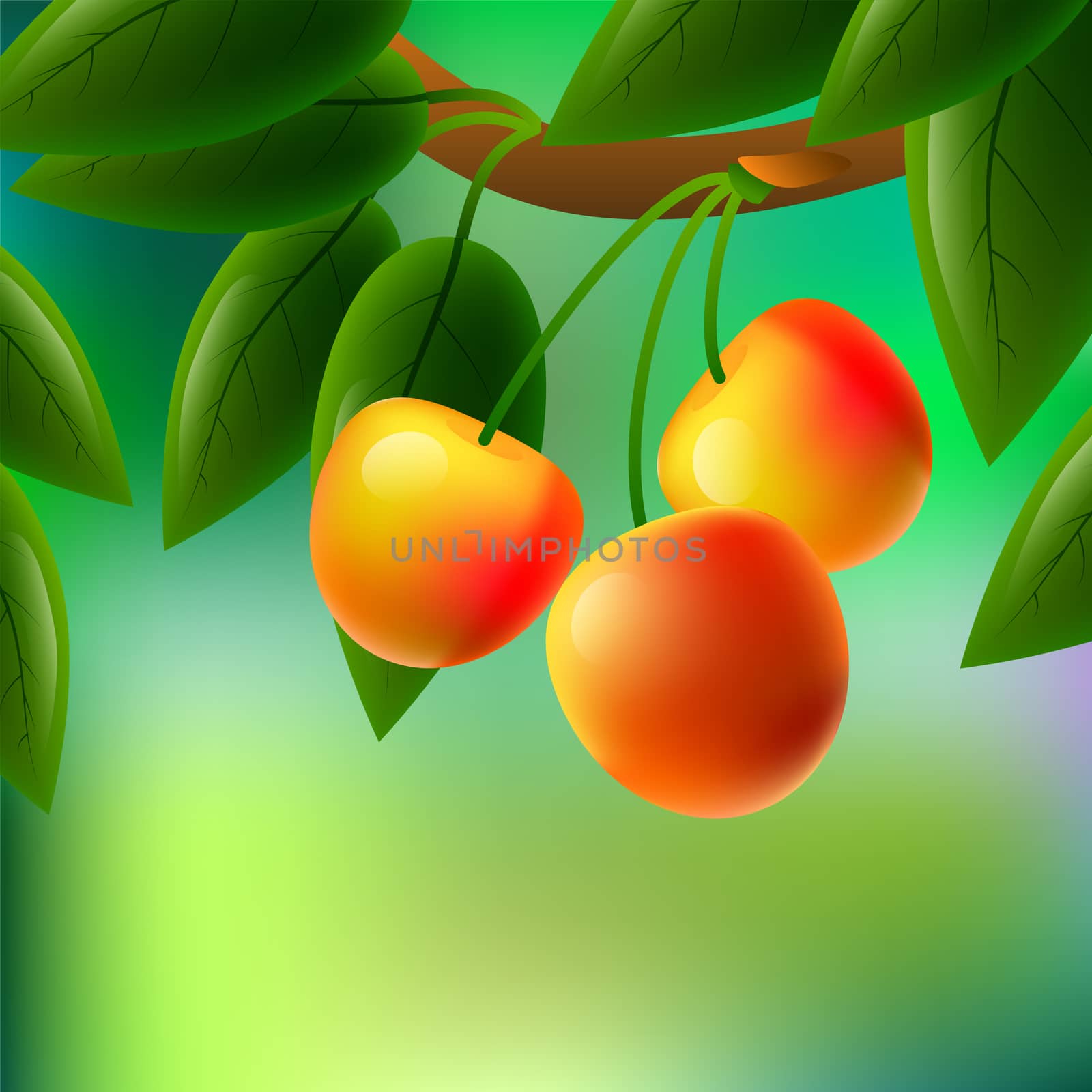 Yellow, juicy, sweet cherries on a branch for your design. illustration