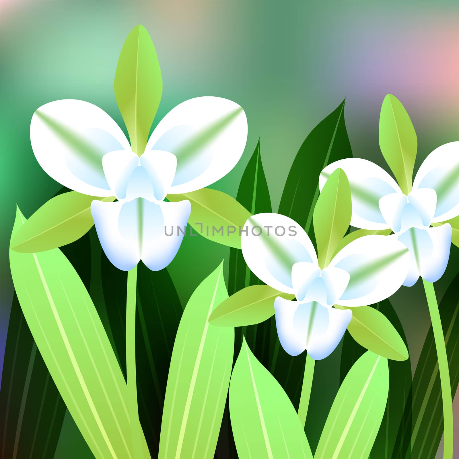 Beautiful Flower, Illustration of Lycaste orchid with Green Leaves on Tree Branch. by Adamchuk