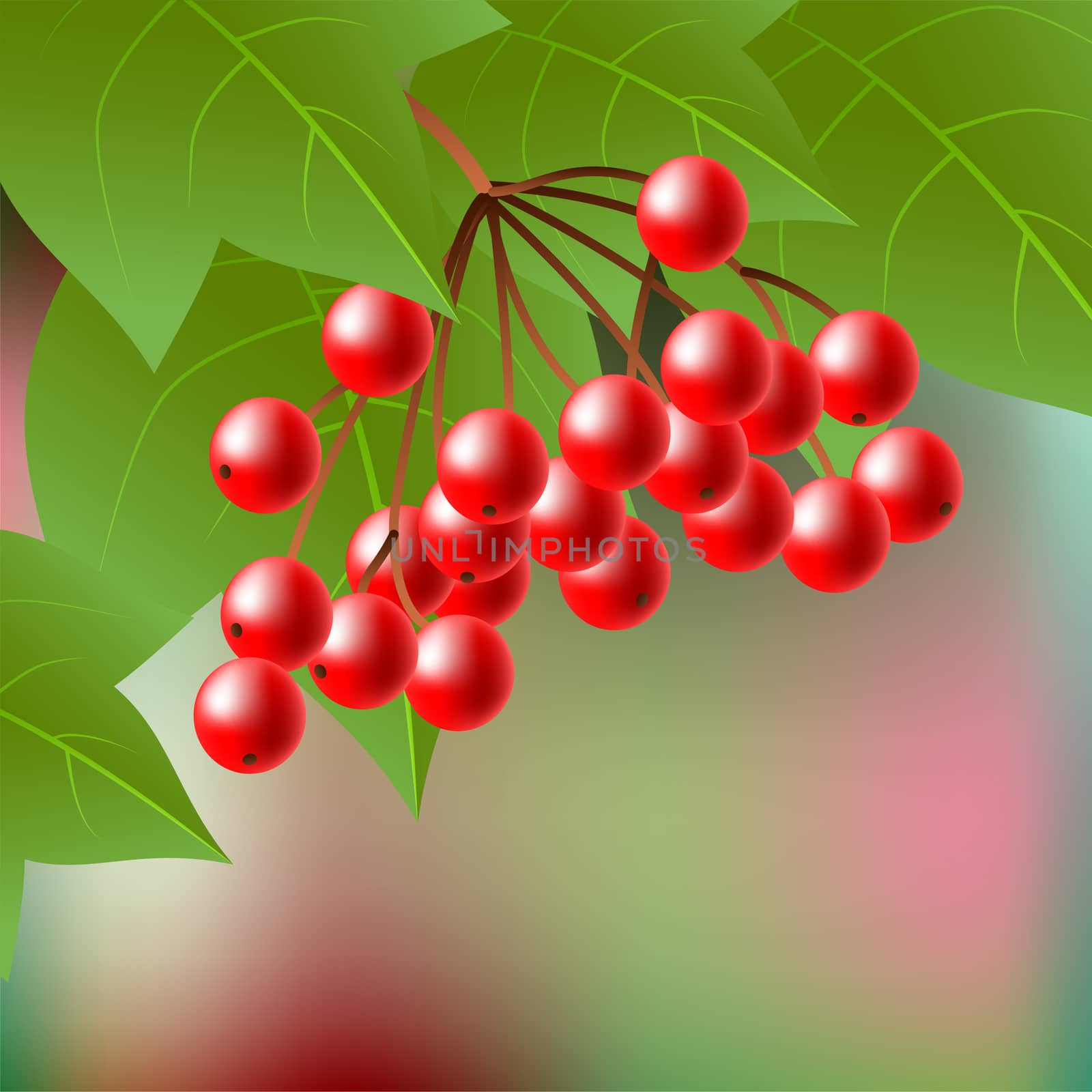 Berries of red Viburnum with leaves on abstract backdrop. illustration