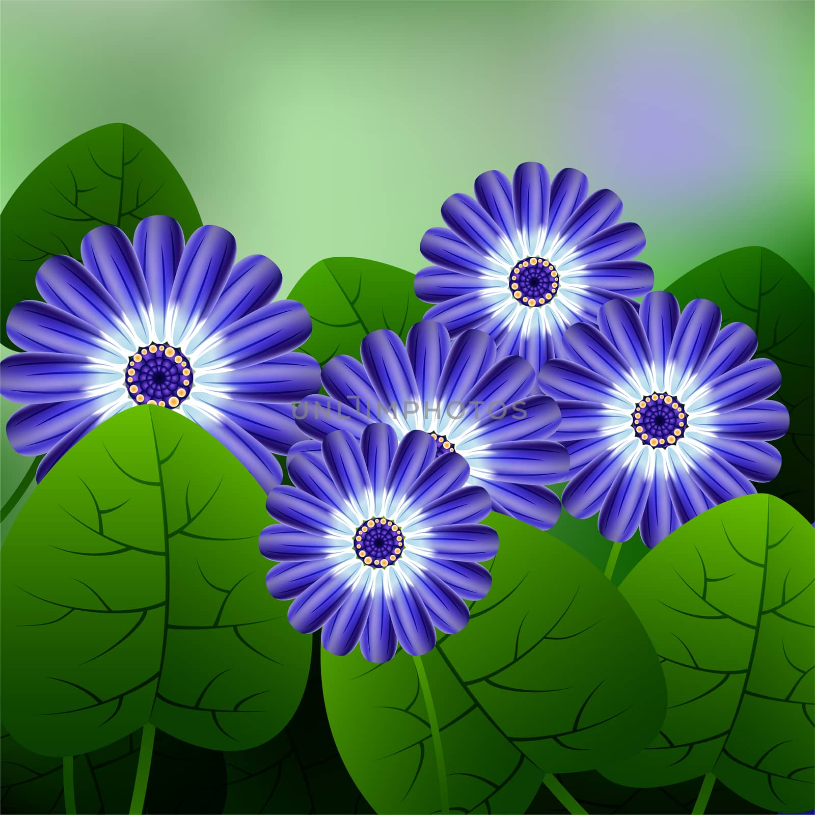 Beautiful spring flowers Cineraria. Cards or your design with space for text. by Adamchuk