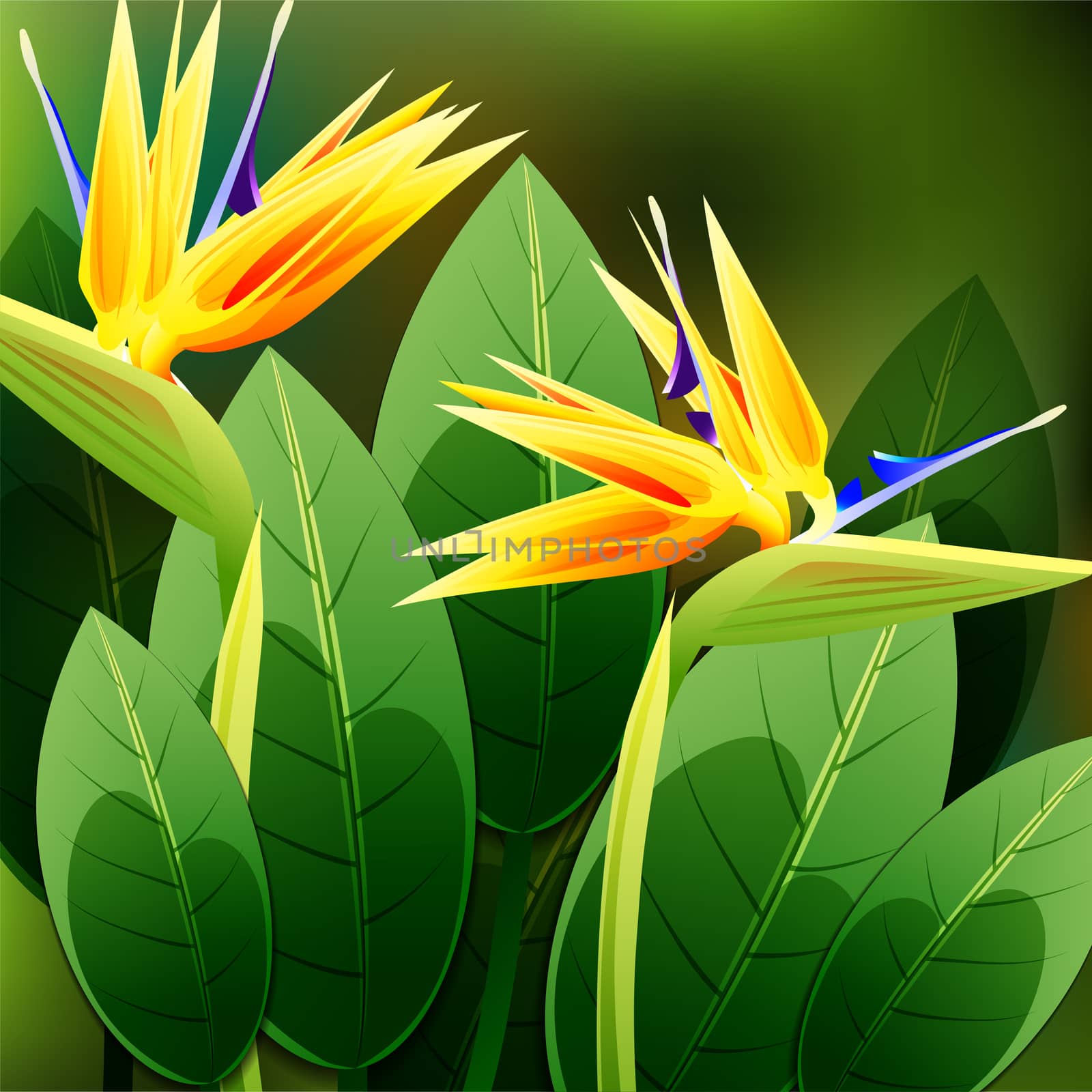 Beautiful spring flowers Strelitzia Reginae. Cards or your design with space for text. by Adamchuk