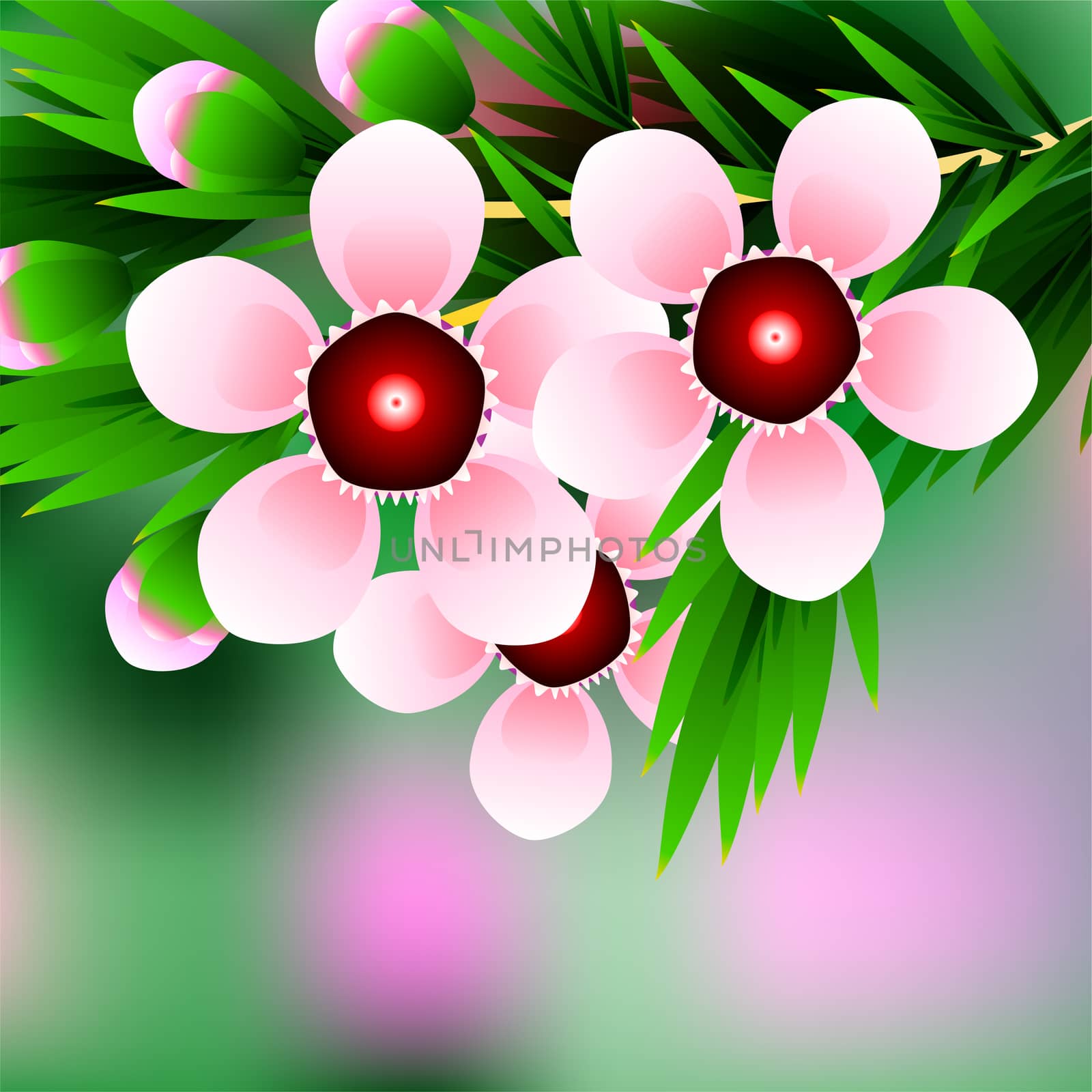 Beautiful spring flowers Chamelaucium. Cards or your design with space for text. illustration