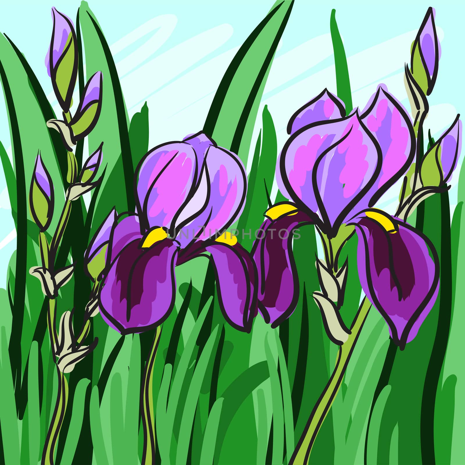 Violet iris hand-drawn on green background for your design. by Adamchuk
