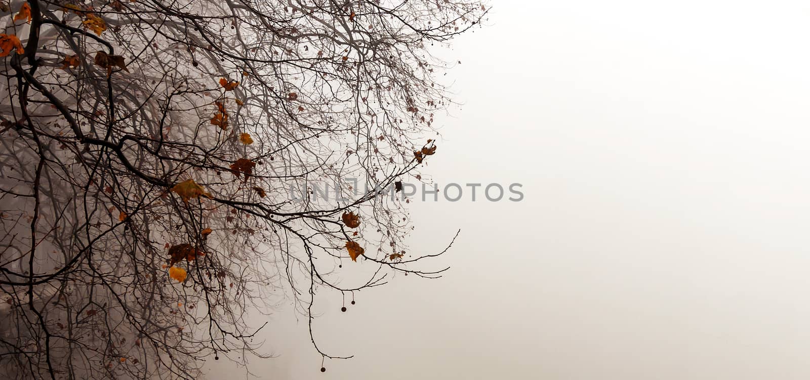 winter scene with a tree in the fog