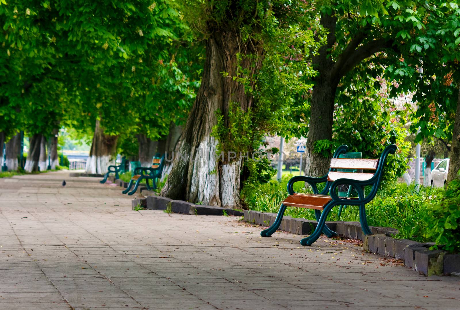 bench in the shade of chestnut alley. lovely urban scenery in summer