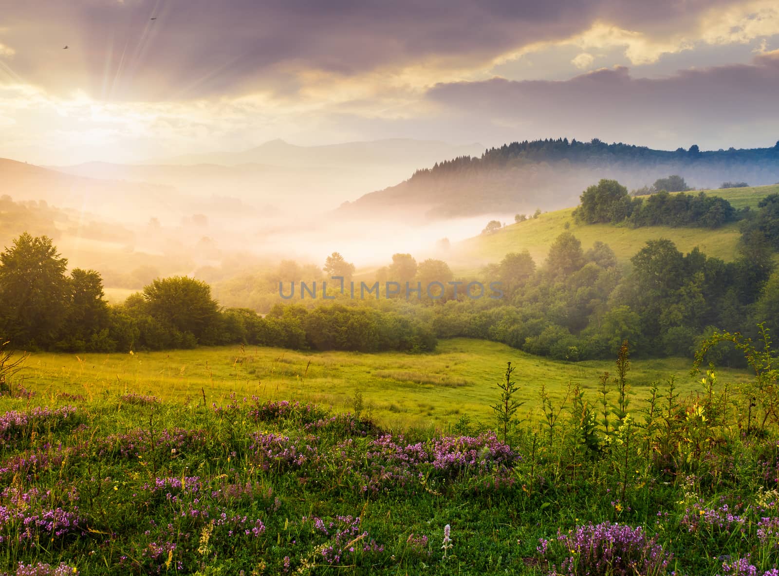 gorgeous foggy sunrise in Carpathian mountains. lovely summer landscape of Volovets district. purple flowers on grassy meadows and forested hill in fog. mountain Pikui in the distance.