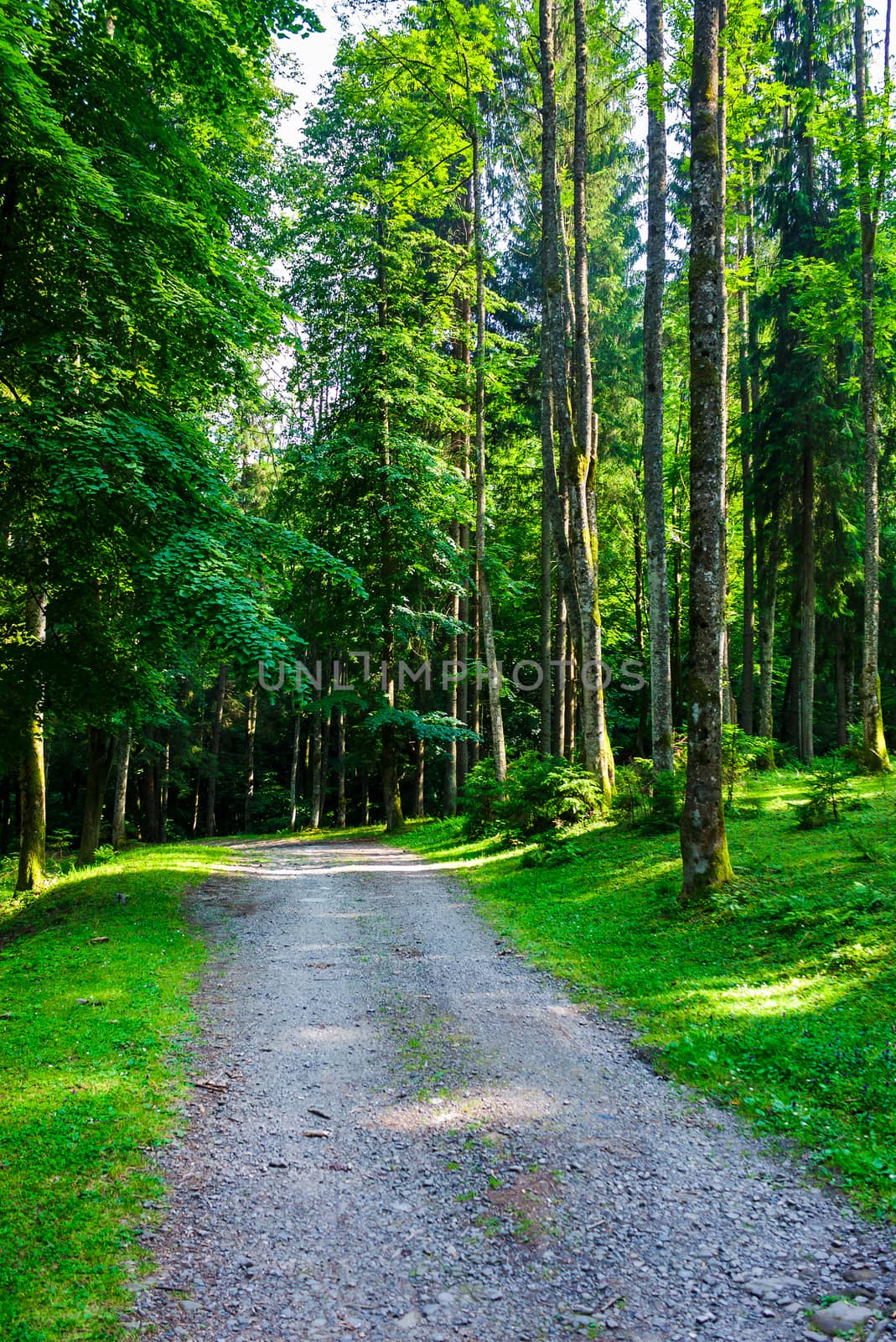 country road through forest in evening light. lovely nature scenery with tall trees and green foliage
