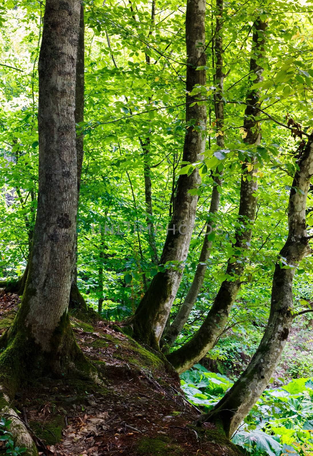 beech forest in summer. lovely nature scenery with green foliage