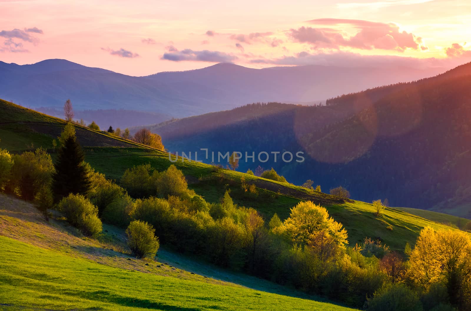 colorful sunset in Carpathian countryside. grassy hillsides with some trees in evening light. sky and fluffy clouds in pink light