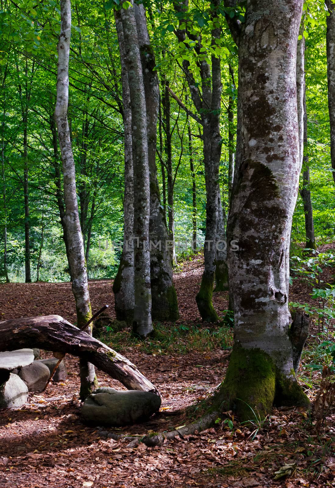 beech forest in summer. lovely nature scenery with green foliage