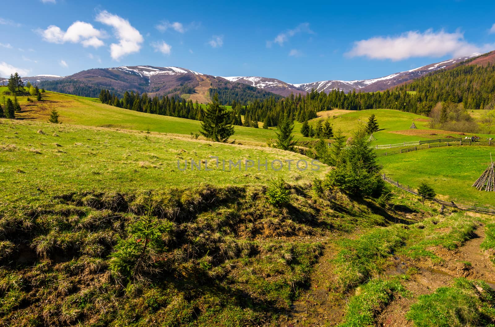 beautiful Carpathian countryside in springtime. Coniferous trees on grassy rolling hills. Borzhava mountain ridge with snowy tops in the distance. blue sky with some clouds