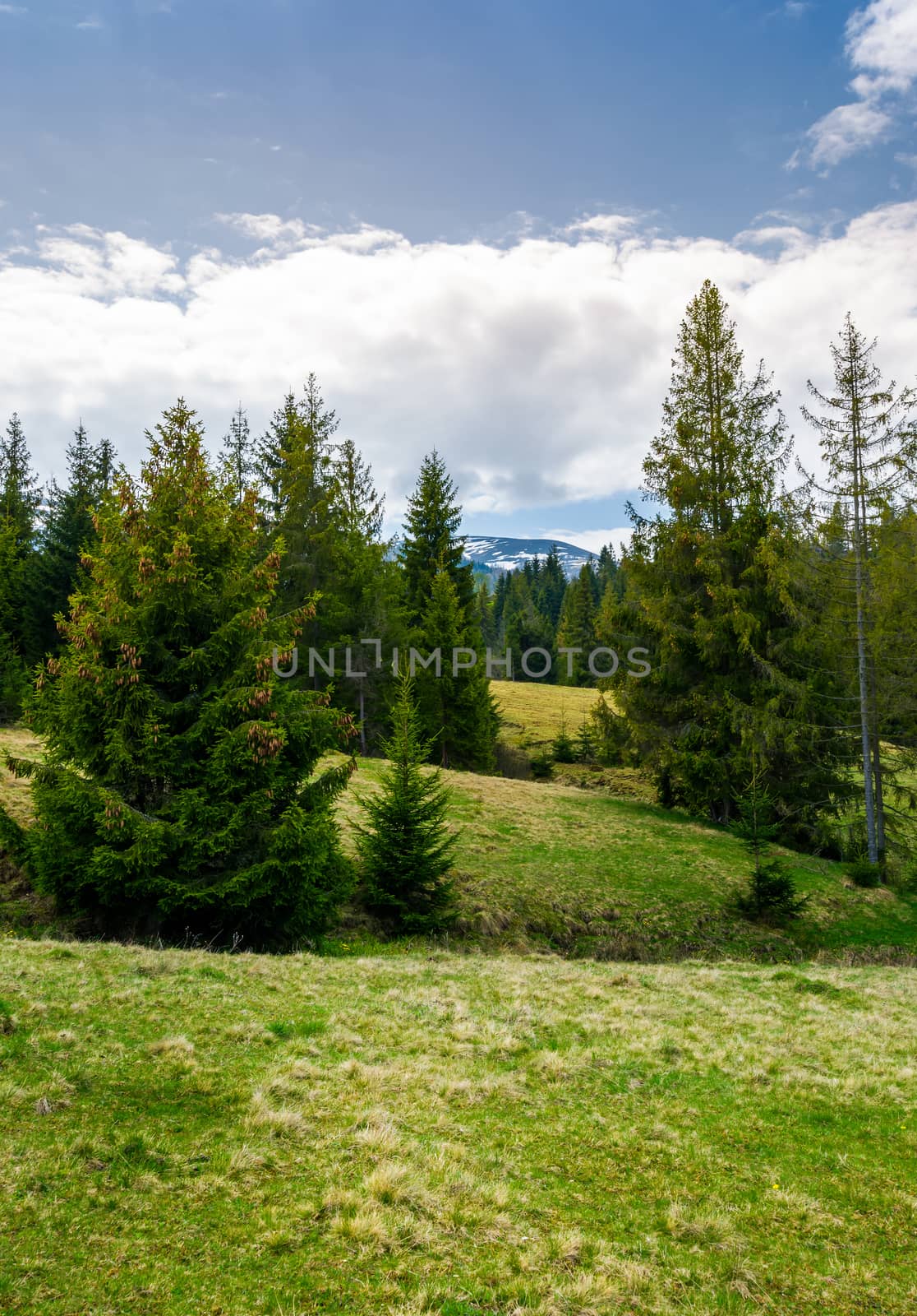 spruce forest on rolling hills. beautiful springtime landscape in mountainous area