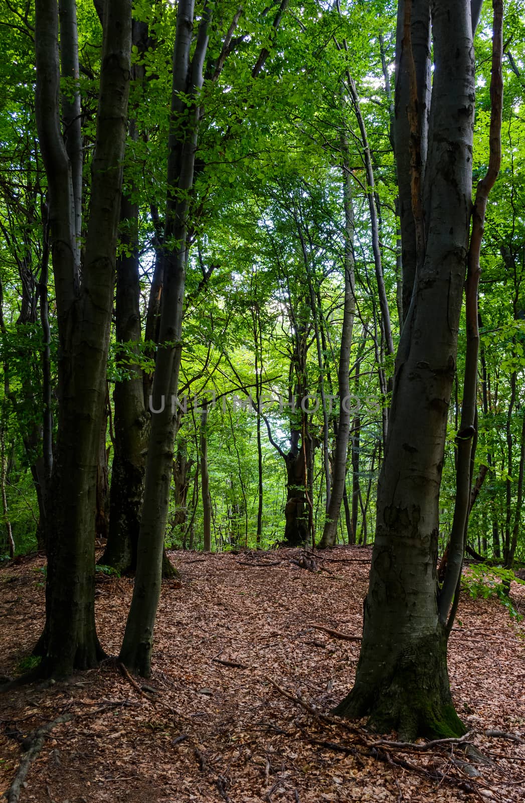 tall beech trees with green foliage by Pellinni