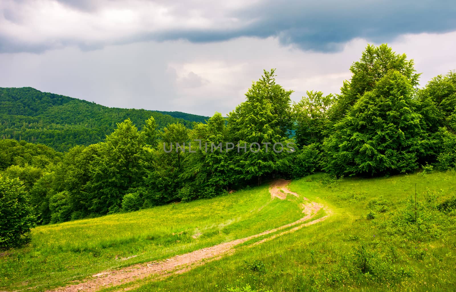 country road hides in the woods. lovely countryside scenery in mountains
