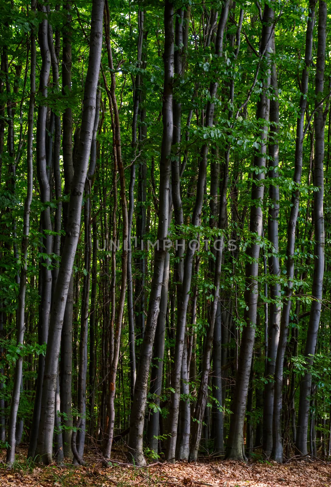 tall beech trees with green foliage by Pellinni