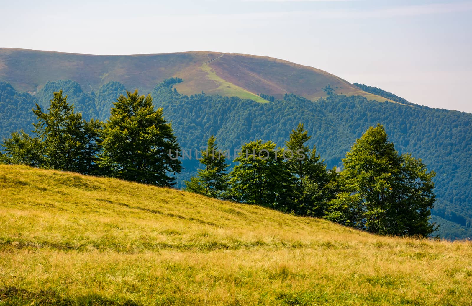 forested hills of Carpathian mountains. beautiful summer landscape. beech trees on a grassy hillside meadow. mountain Apetska in the distance