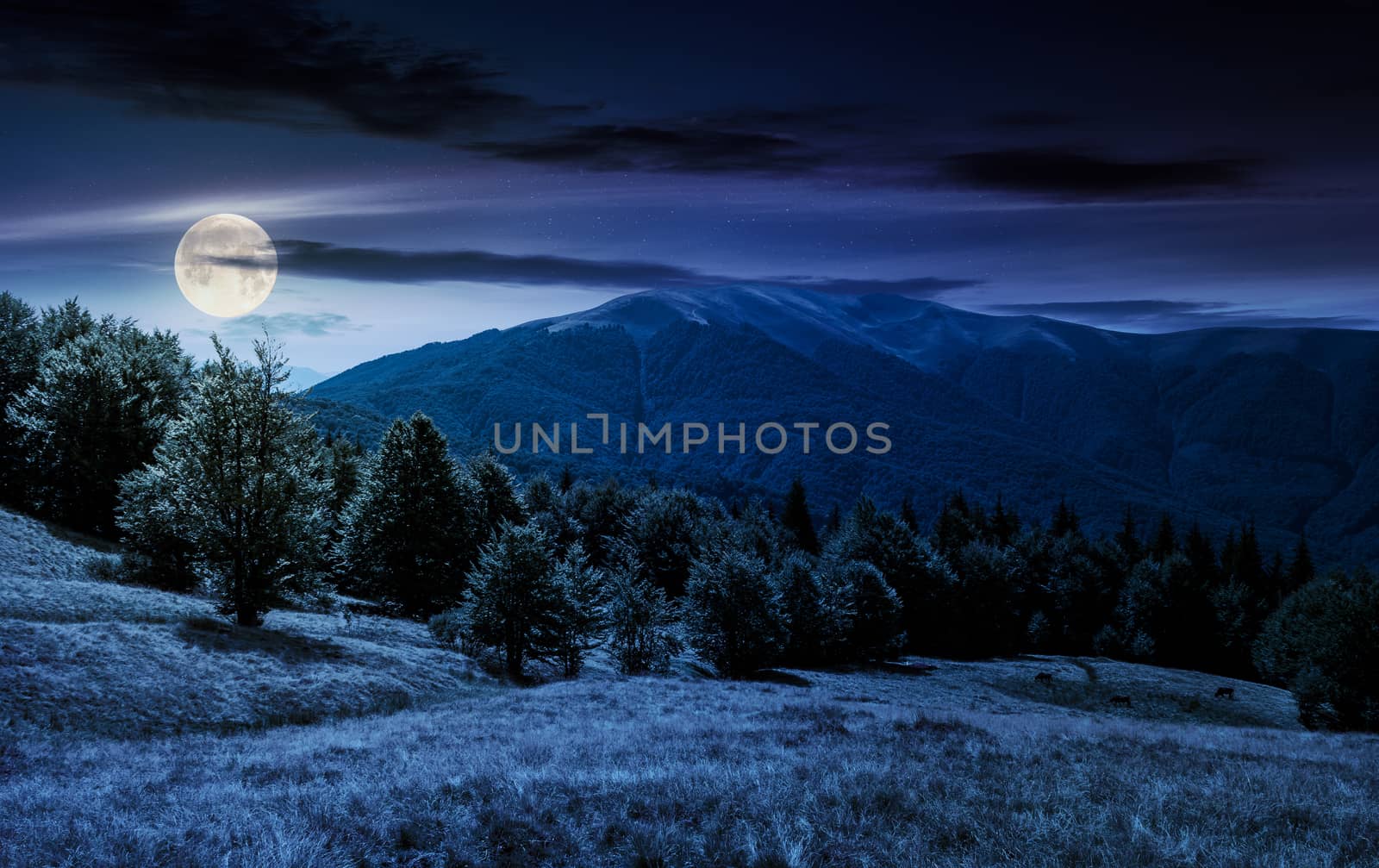 forest on grassy meadows in mountains at night by Pellinni
