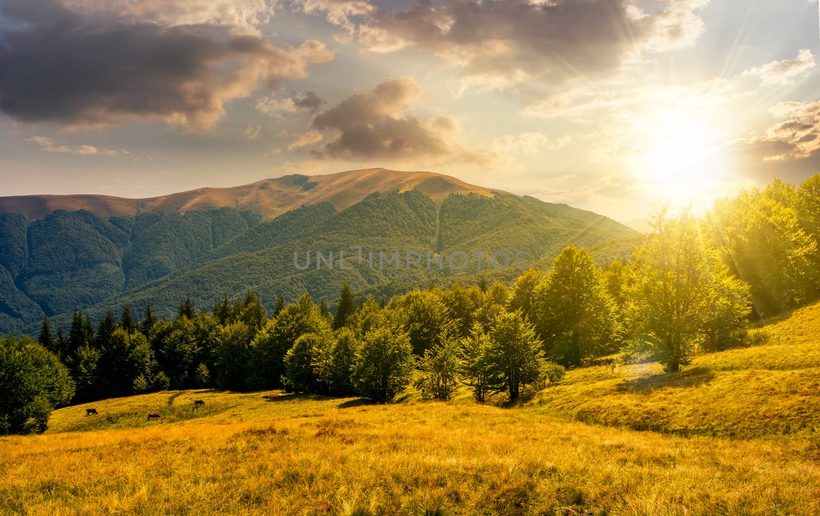 forest on grassy meadows in mountains at sunset by Pellinni